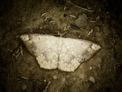 Peratostega deletaria