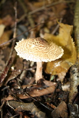 Verrucosporaceae