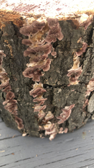 Chondrostereum purpureum