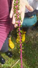 Phytolacca rivinoides