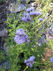 Conoclinium dissectum