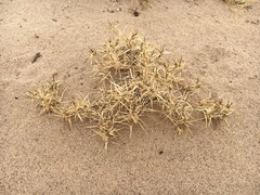 Munroa squarrosa