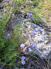 Conoclinium dissectum