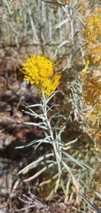 Ericameria nauseosa