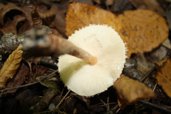 Verrucosporaceae