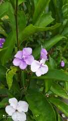 Brunfelsia