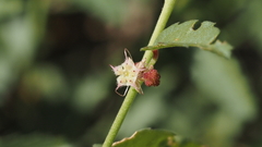 Ayenia compacta