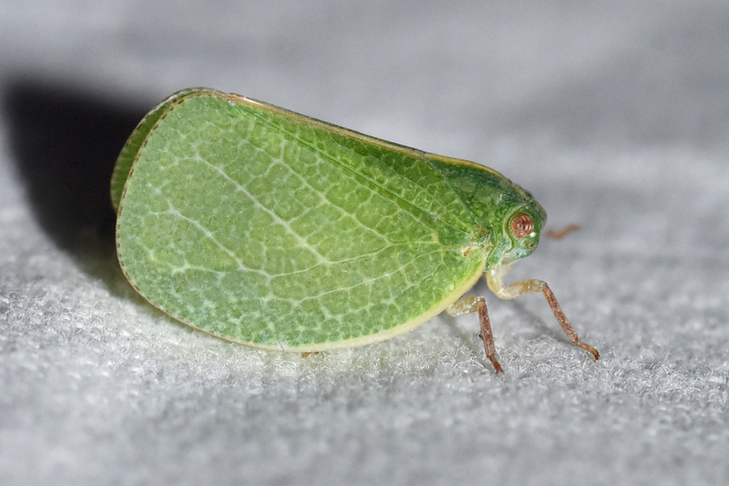 Acanalonia servillei