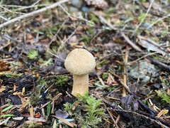 Chroogomphus tomentosus