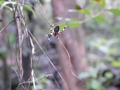 Neoscona orizabensis