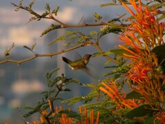 Archilochus alexandri