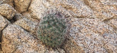 Mammillaria dioica dioica
