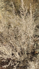 Artemisia scoparia