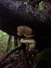Pluteus