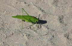 Amblycorypha