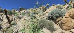 Horsfordia newberryi