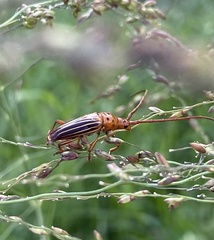 Oxymerus aculeatus