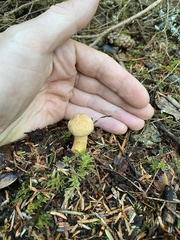 Chroogomphus tomentosus