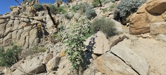 Horsfordia newberryi