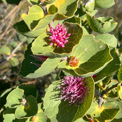Hakea cucullata