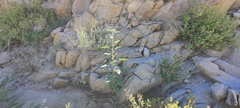 Horsfordia newberryi