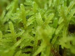 Stereodon subimponens