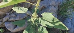 Horsfordia newberryi