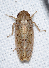 Curtara insularis