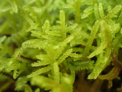 Stereodon subimponens