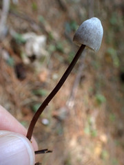 Mycena filopes