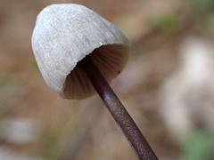 Mycena filopes