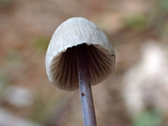 Mycena filopes