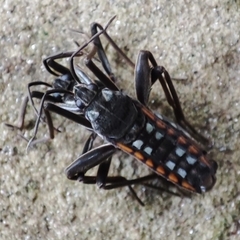 Plesiovelia
