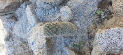 Mammillaria dioica dioica