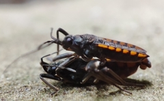 Plesiovelia