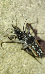 Plesiovelia