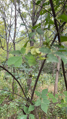 Ptelea trifoliata