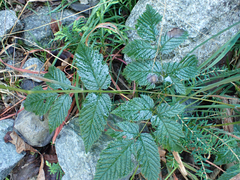 Aruncus dioicus