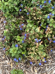 Ceratostigma