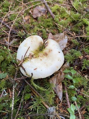 Russula crassotunicata