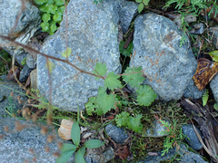 Boykinia occidentalis