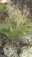 Epacris pauciflora