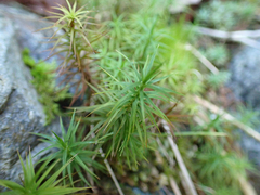 Polytrichastrum alpinum