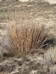 Leymus cinereus