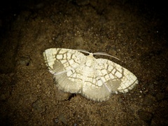 Cabera griseolimbata