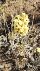 Helichrysum arenarium