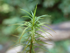 Polytrichastrum alpinum