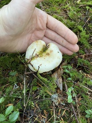 Russula crassotunicata