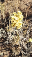 Helichrysum arenarium