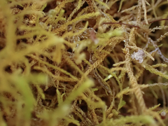 Claopodium crispifolium
